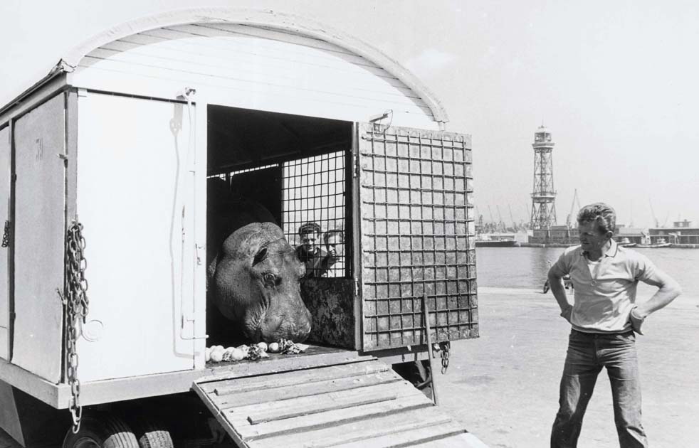 Foto en blanc i negre d'arribada del circ Americà transportant un hipopotam