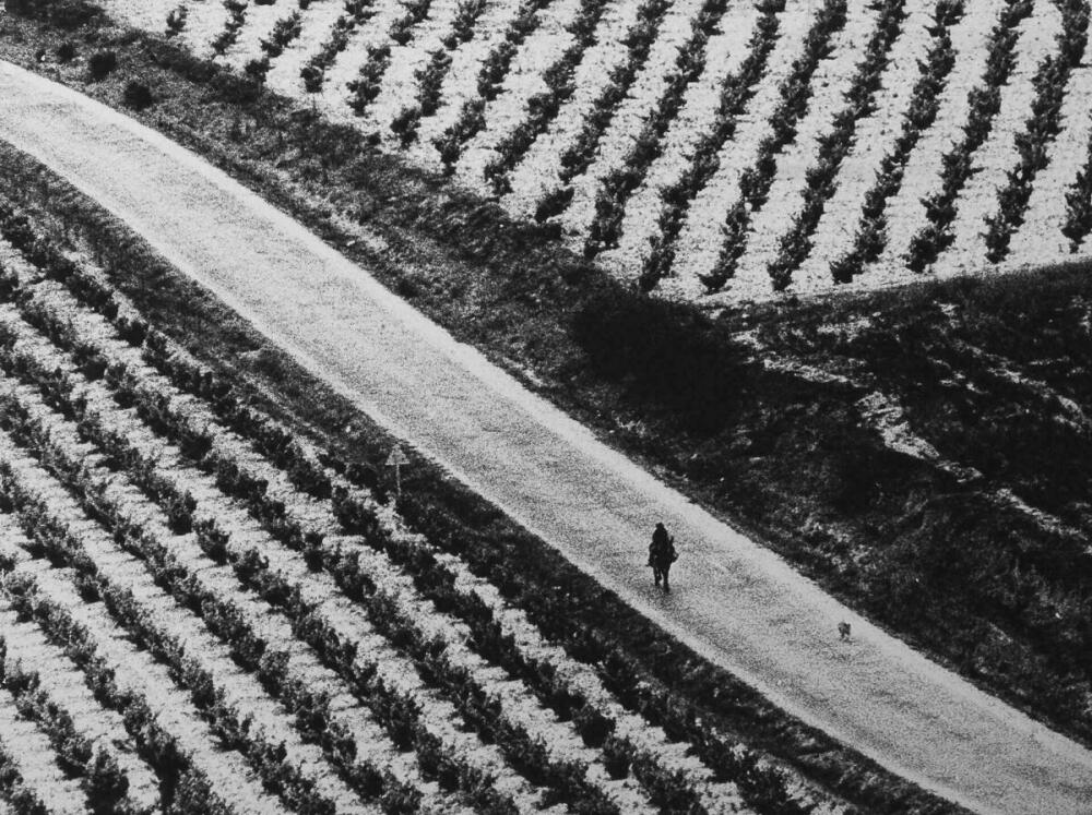 Foto en blanc i negre. Es veuen uns camps de vinyes i un cami al mig amb una persona dalt d'un burro