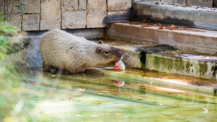 Mesures per garantir el benestar dels animals del Zoo de Barcelona malgrat la calor