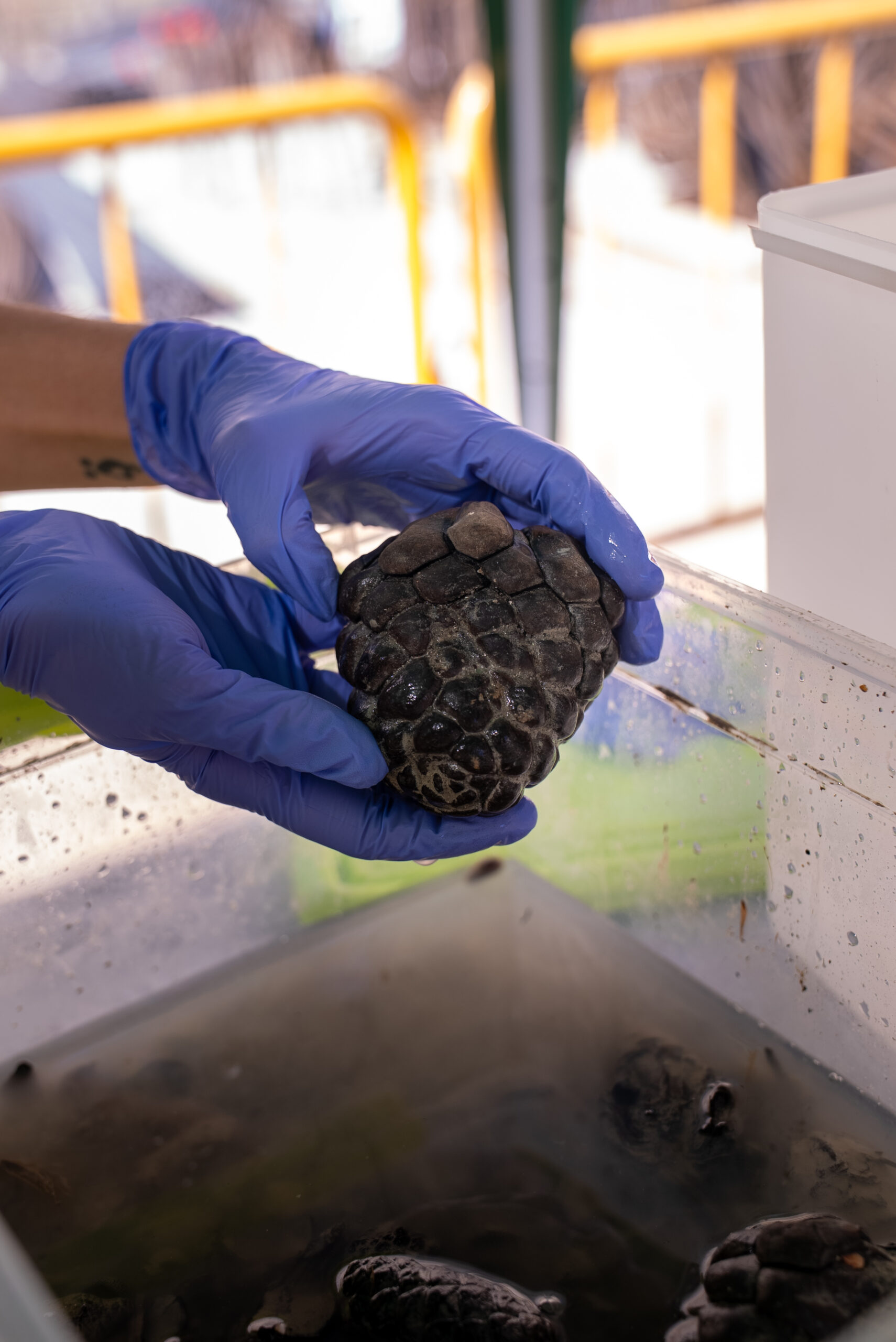 Restes de llavors Restes de llavors