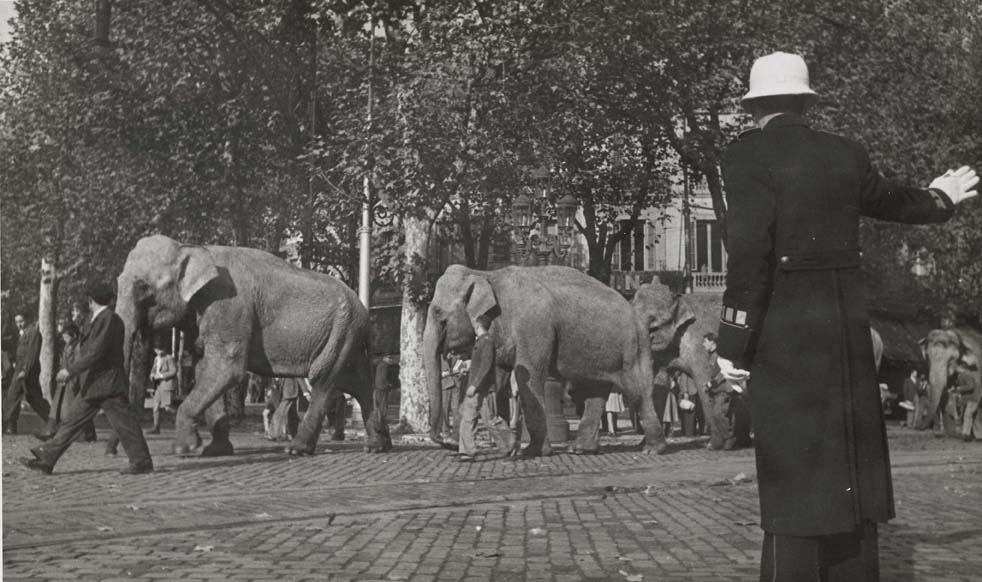 Elefants d'un circ al seu pas per la ciutat, 16 de novembre 1945. AFB. Pérez de Rozas