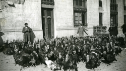 Galls d'indi de camí a la Rambla de Catalunya per la Fira de Nadal. Autor: Carlos Pérez de Rozas, 1933