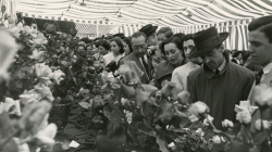 Spring rose exhibition organised by the City Council. 01/05/1949. Carlos Pérez de Rozas. Barcelona City Council collection. Photographic Archive of Barcelona