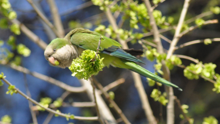 cotorra menjant flors