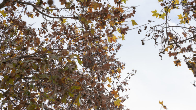 Eixam d’abelles penjat d’una branca d’arbre