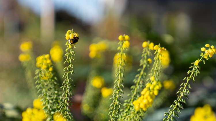 Abella recol·lectant nèctar