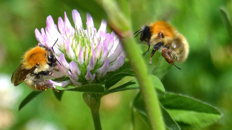 pol·linització de les abelles