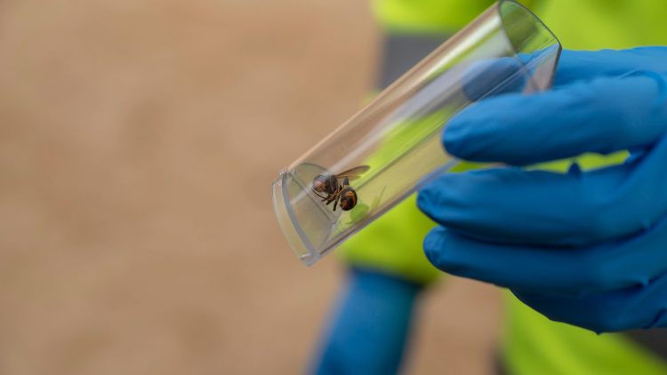 Tub transparent que conté una vespa a l’interior