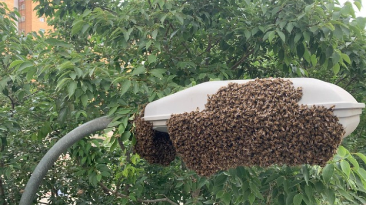 Eixam d’abelles agrupades sobre un fanal de carrer