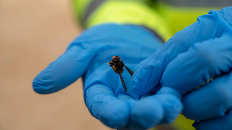 Mans amb guants blaus de protecció sostenint una vespa