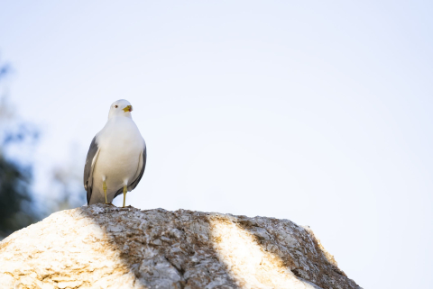 gavina damunt una roca