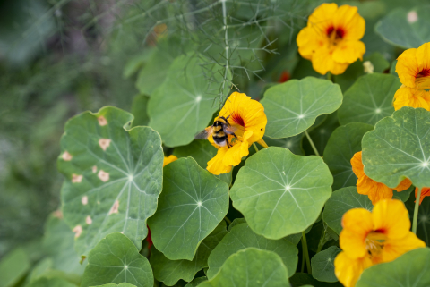 abella pol·linització