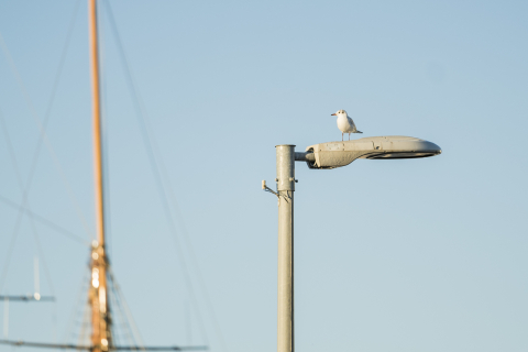 gavina asseguda sobre un fanal