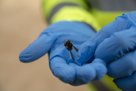 Mans amb guants blaus de protecció sostenint una vespa