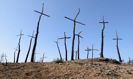 el bosc de les creus