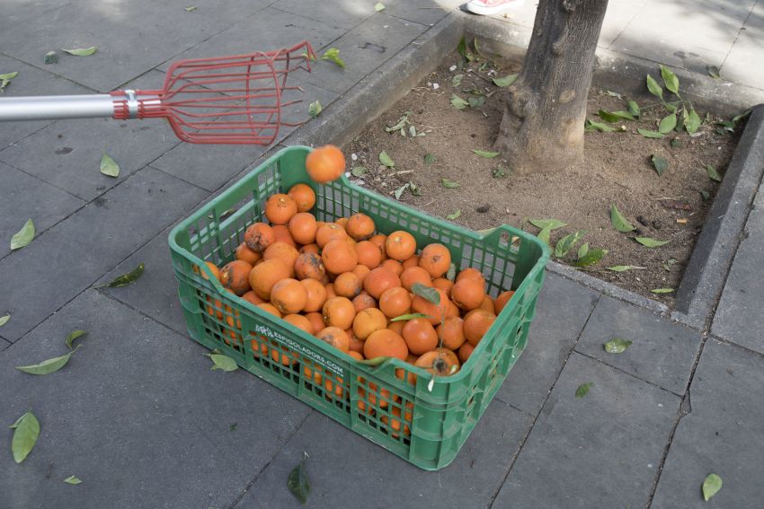 Espigolada caja de naranjas