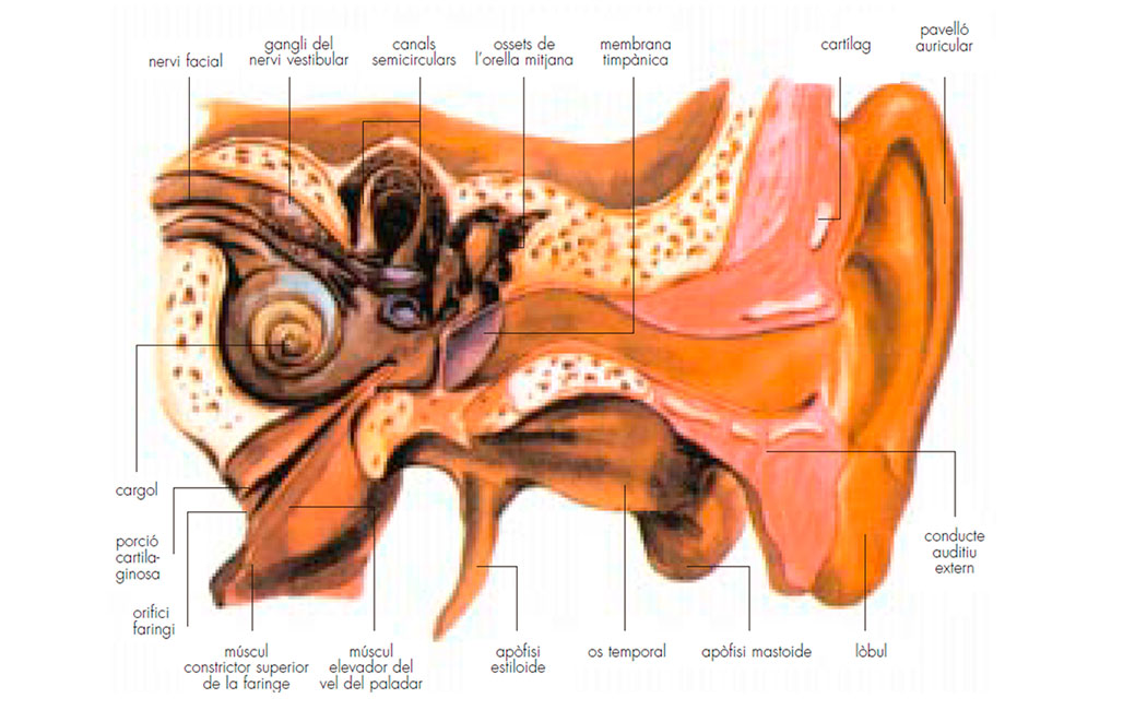 Infografia de l'oïda