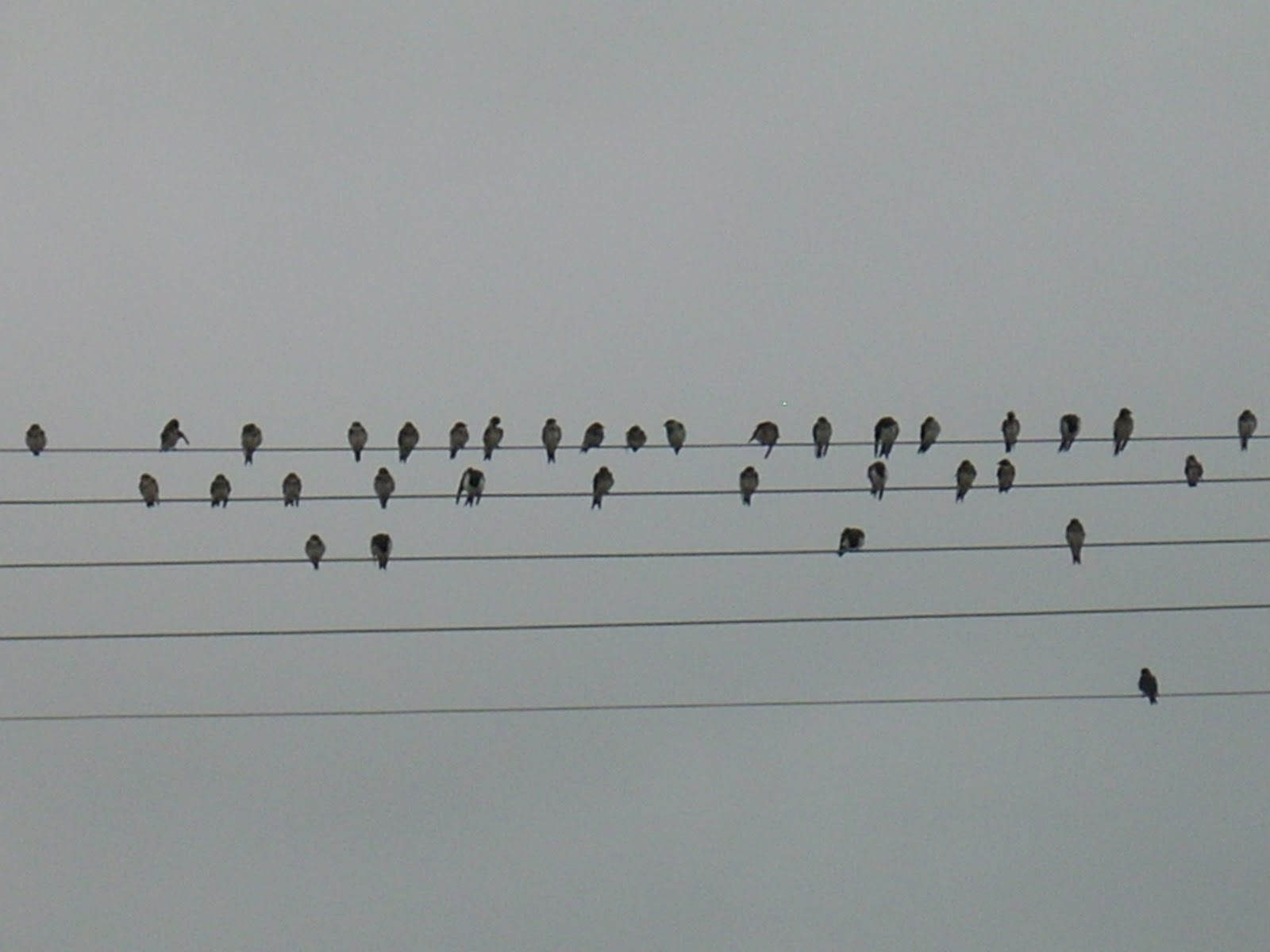 genialitats de la natura