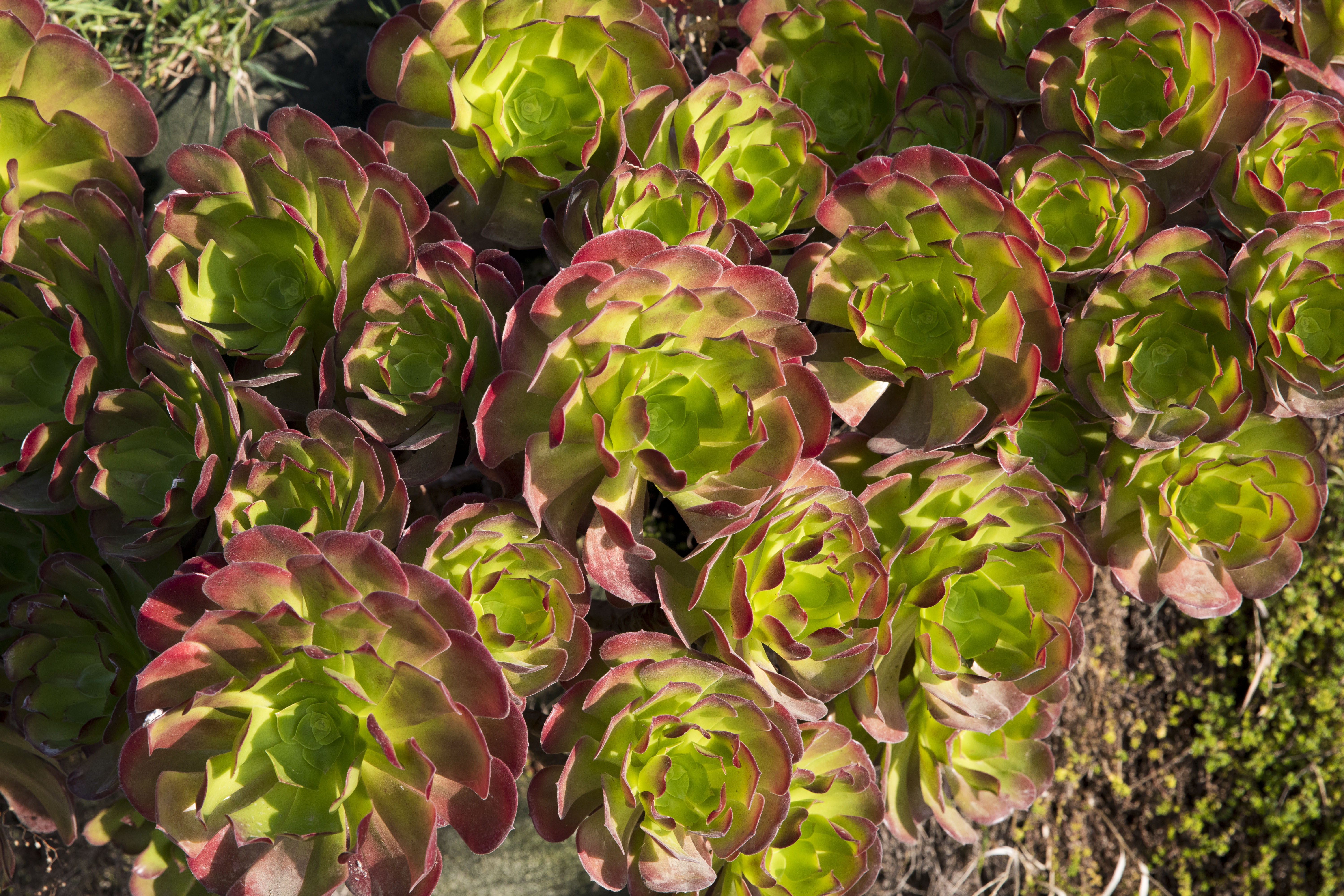 aeonium