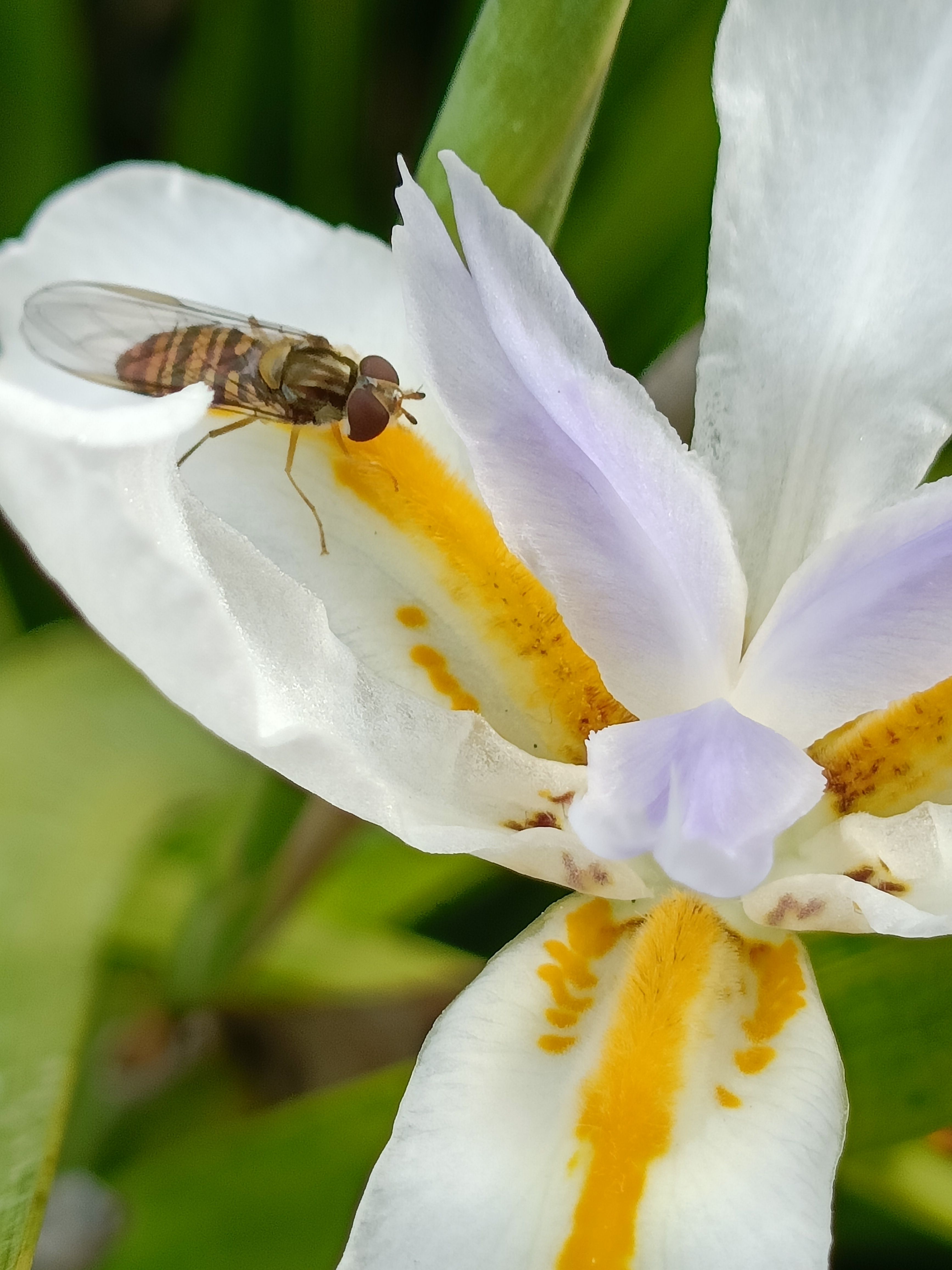 Syrphido