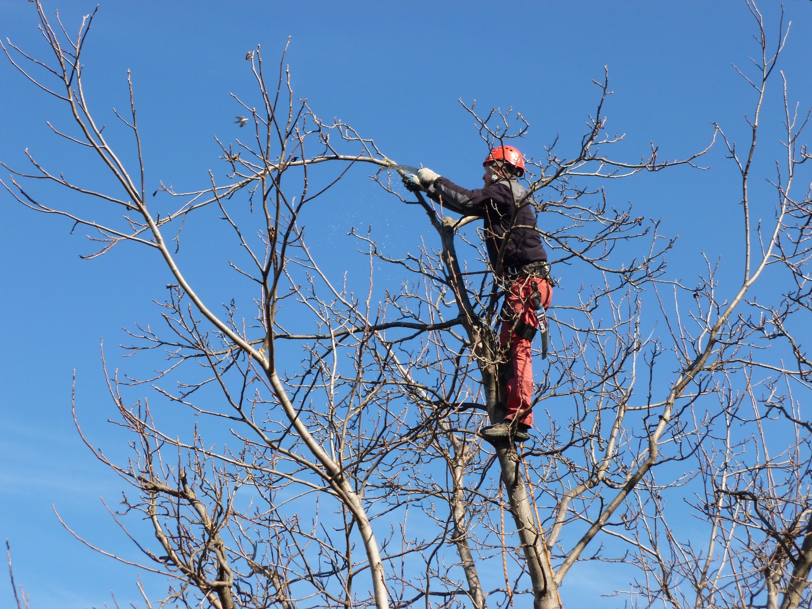 pràctic de poda d'arbrat