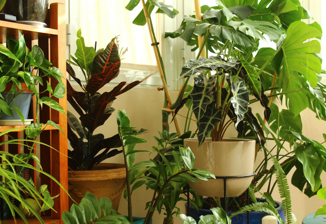 Plantes d'interior