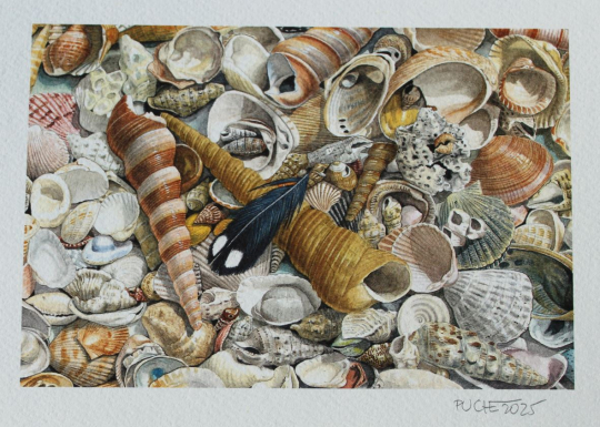 Dibuix de ciències naturals