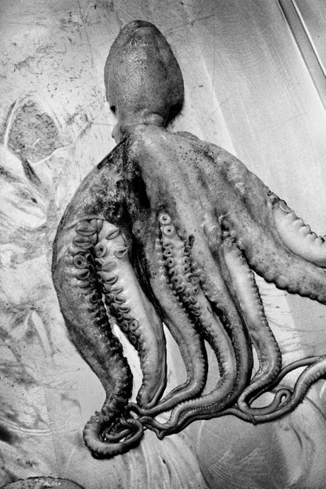 The octopus, 1997