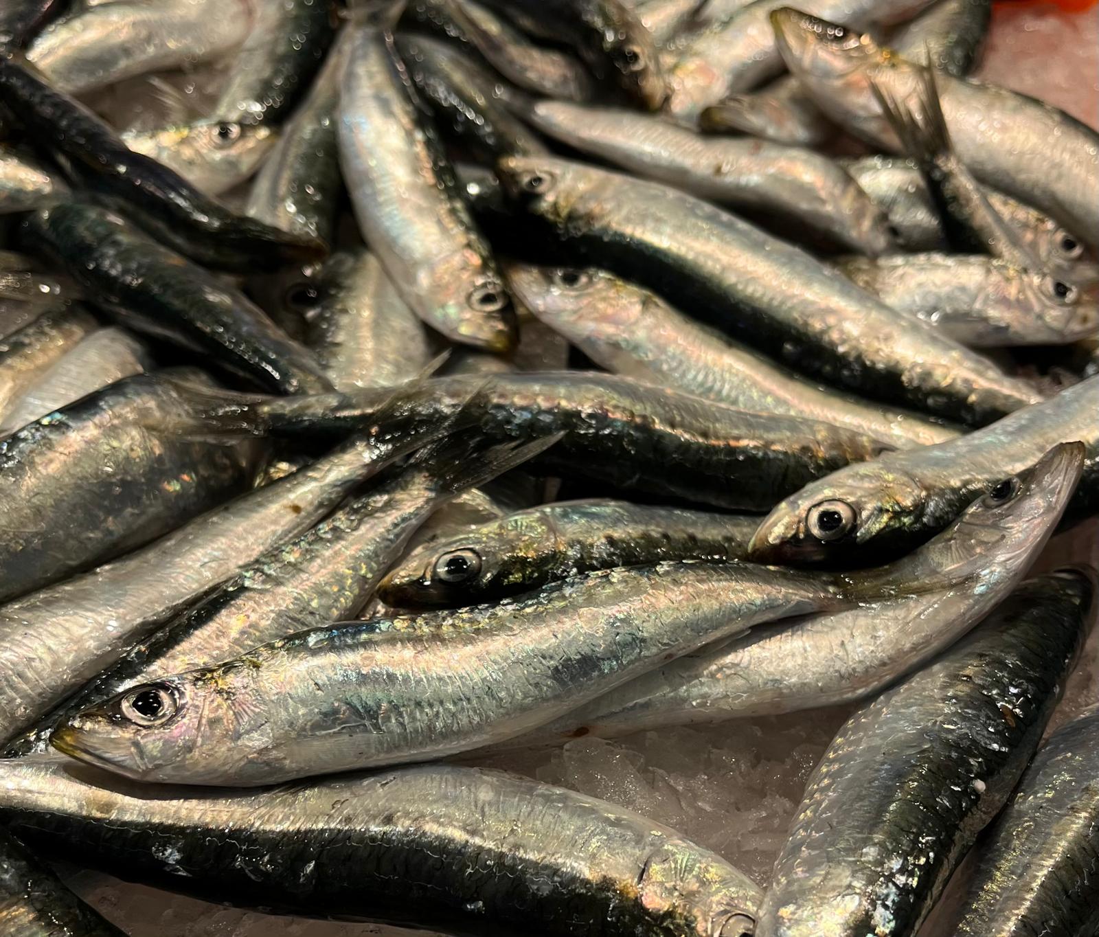 Sardines 