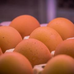 L’ou: el bàsic de la cuina per excel·lència
