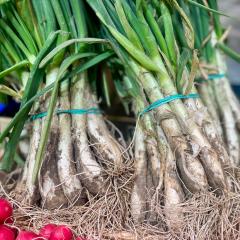 Calçots