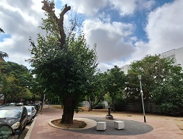 La morera del Bon Pastor, en la plaza de Sant Pol de Mar